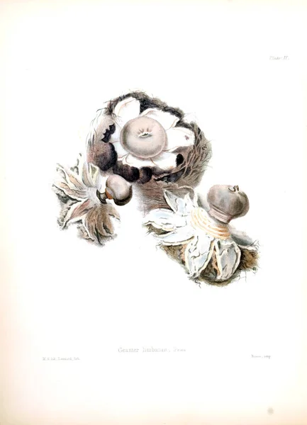 Illustrations Mycologie Britannique Contenant Des Figures — Photo