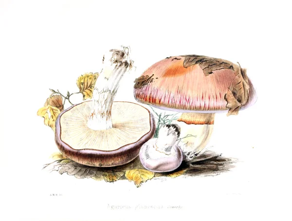 Illustrations Mycologie Britannique Contenant Des Figures — Photo