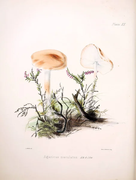 英国真菌的插图 包含数字 — 图库照片