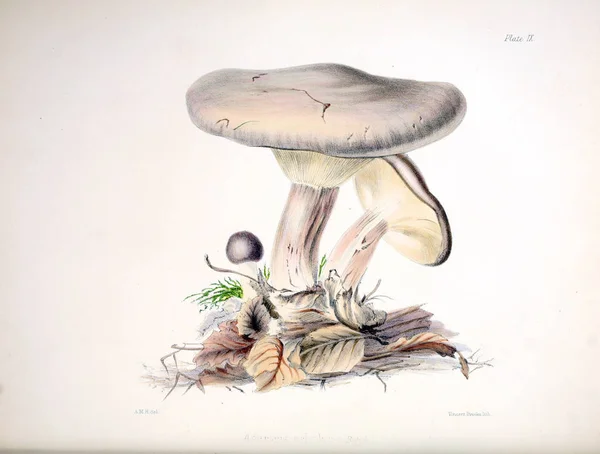 Illustrationer Brittiska Mykologi Som Innehåller Siffror — Stockfoto