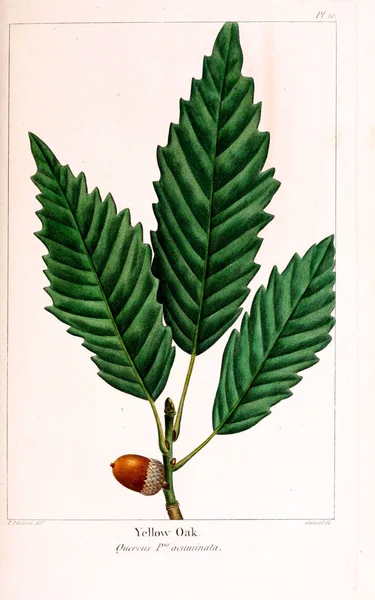 植物的例证 旧的和复古的图像 — 图库照片