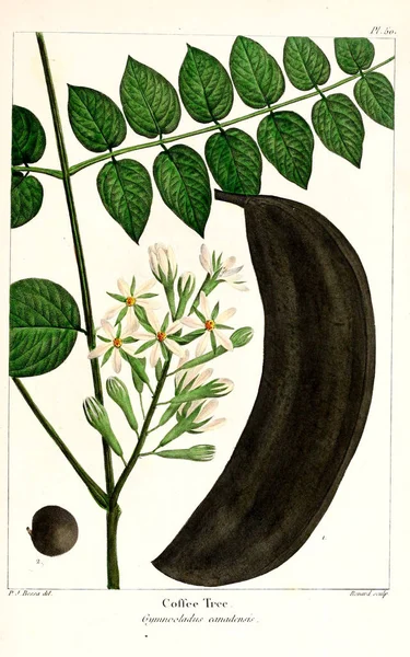 Illustration Der Pflanze Alt Und Retro Image — Stockfoto
