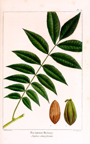 Εικονογράφηση Του Φυτού Παλιά Και Ρετρό Εικόνα — Φωτογραφία Αρχείου