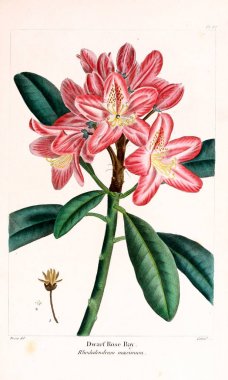 Kuzey Amerika sylva; veya, Amerika Birleşik Devletleri, Kanada ve Nova Scotia orman ağaçlarının açıklaması