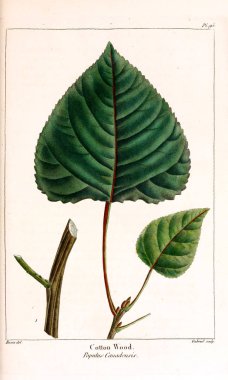 Kuzey Amerika sylva; veya, Amerika Birleşik Devletleri, Kanada ve Nova Scotia orman ağaçlarının açıklaması