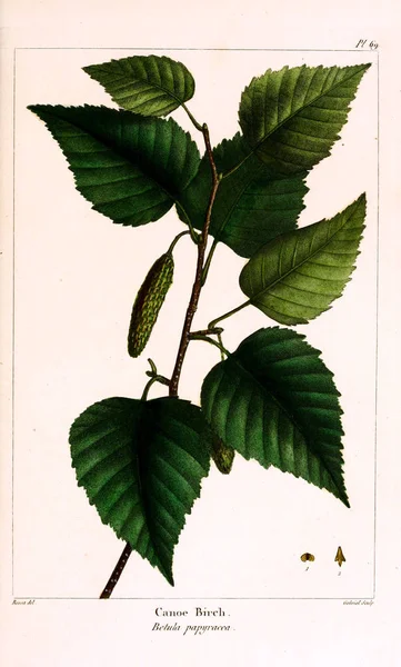 The North American sylva; or, A description of the forest trees of the United States, Canada, and Nova Scotia