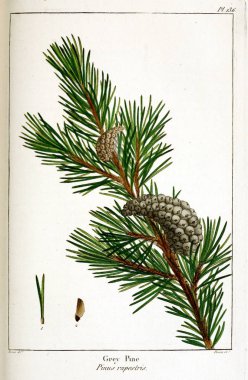 Kuzey Amerika sylva; veya, Amerika Birleşik Devletleri, Kanada ve Nova Scotia orman ağaçlarının açıklaması