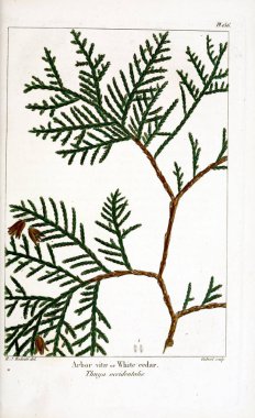 Kuzey Amerika sylva; veya, Amerika Birleşik Devletleri, Kanada ve Nova Scotia orman ağaçlarının açıklaması