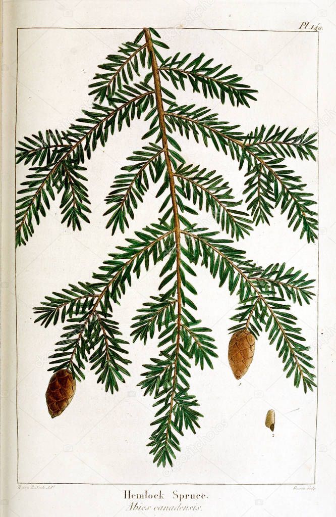 The North American sylva; or, A description of the forest trees of the United States, Canada, and Nova Scotia