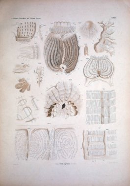 Hayvan Illustration. Retro ve eski görüntü