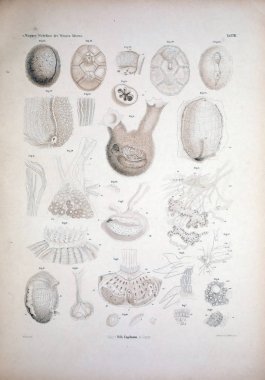 Hayvan Illustration. Retro ve eski görüntü