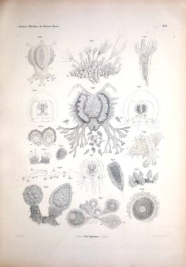 Hayvan Illustration. Retro ve eski görüntü