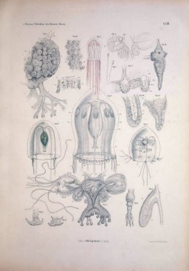 Hayvan Illustration. Retro ve eski görüntü