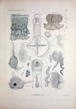 Hayvan Illustration. Retro ve eski görüntü