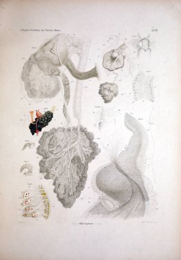 Hayvan Illustration. Retro ve eski görüntü