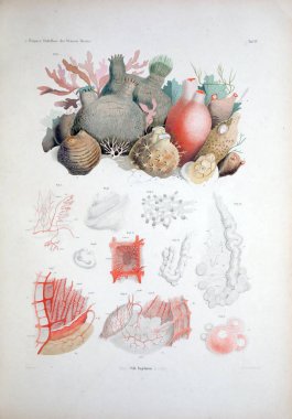 Hayvan Illustration. Retro ve eski görüntü