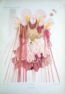 Hayvan Illustration. Retro ve eski görüntü