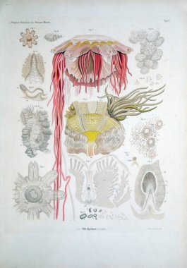 Hayvan Illustration. Retro ve eski görüntü