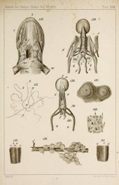 Hayvan Illustration. Retro ve eski görüntü