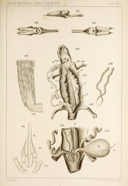 Hayvan Illustration. Retro ve eski görüntü