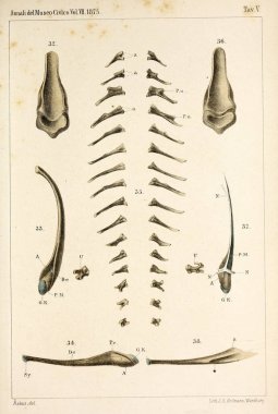 Hayvan Illustration. Retro ve eski görüntü
