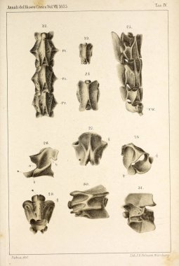 Hayvan Illustration. Retro ve eski görüntü