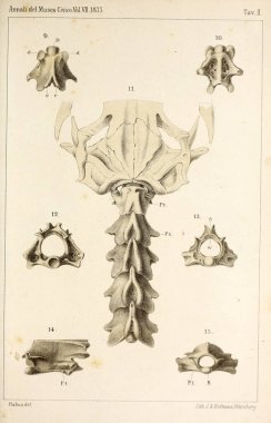 Hayvan Illustration. Retro ve eski görüntü