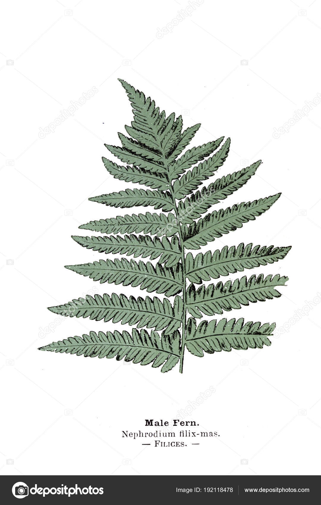 植物のイラスト 植物の写真 ストック写真 C Ruskpp 植物のイラスト 植物の写真 ストック写真 C Ruskpp