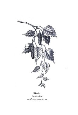 Botanik illüstrasyon. Bitki resmini