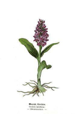 Botanik illüstrasyon. Bitki resmini