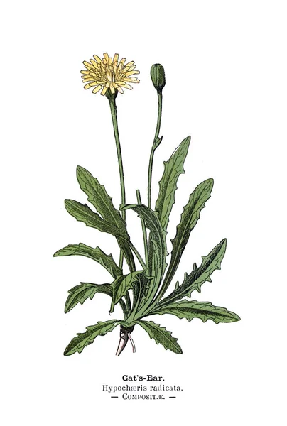 Botanická Ilustrace Obrázek Rostliny — Stock fotografie