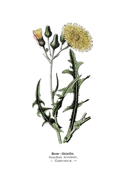 Botanikai Illusztráció Kép Növény — Stock Fotó