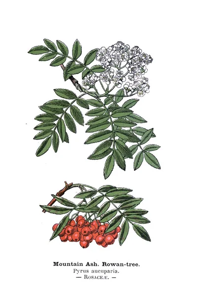 Ботанічна Ілюстрація Зображення Рослини — стокове фото