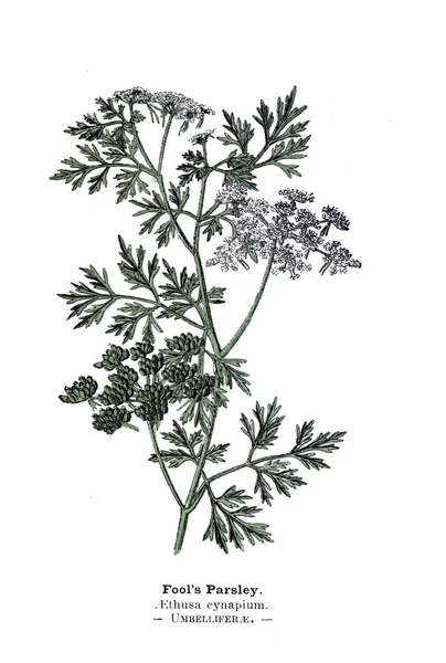 Illustrazione Botanica Immagine Della Pianta — Foto Stock