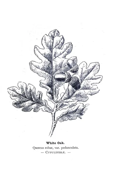 Βοτανική Εικονογράφηση Εικόνα Φυτού — Φωτογραφία Αρχείου