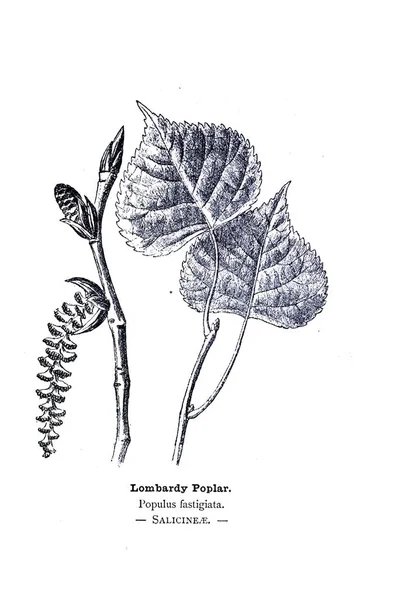 植物学插图 植物图片 — 图库照片