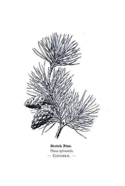 Ilustracji Botanicznych Obraz Roślin — Zdjęcie stockowe