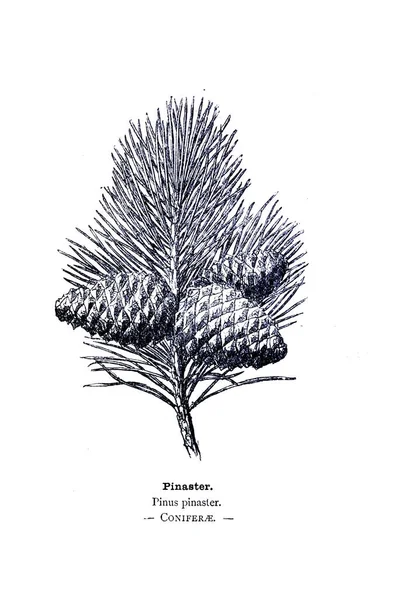 Botaniska Illustration Bild Anläggningen — Stockfoto