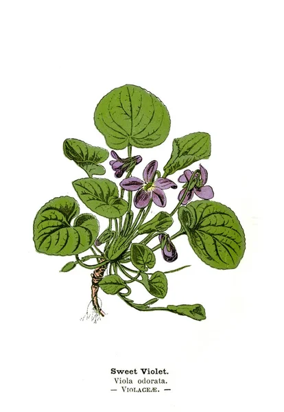 Ilustración Botánica Imagen Planta — Foto de Stock
