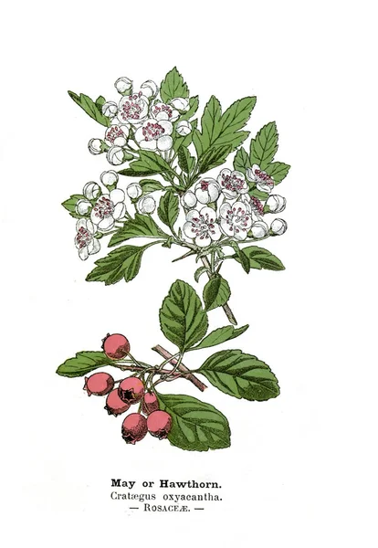 Illustrazione Botanica Immagine Della Pianta — Foto Stock