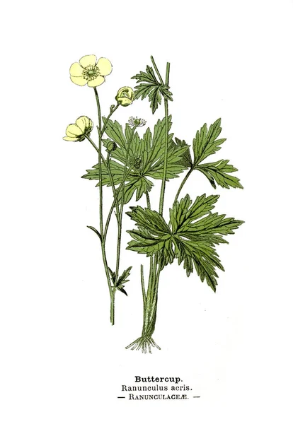 Illustrazione Botanica Immagine Della Pianta — Foto Stock