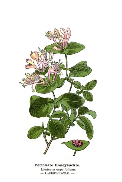 Botanische Illustration Bild Der Pflanze — Stockfoto