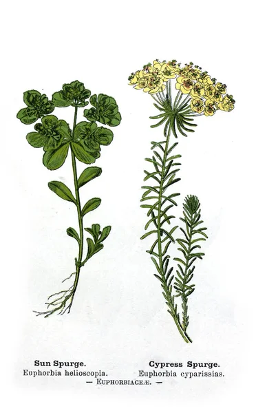 Botanikai Illusztráció Kép Növény — Stock Fotó