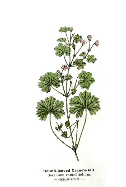 Illustrazione Botanica Immagine Della Pianta — Foto Stock