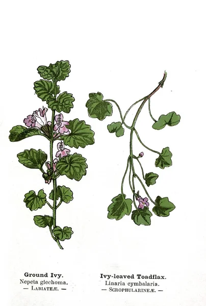 Ilustração Botânica Imagem Planta — Fotografia de Stock