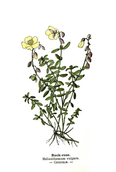 Illustrazione Botanica Immagine Della Pianta — Foto Stock