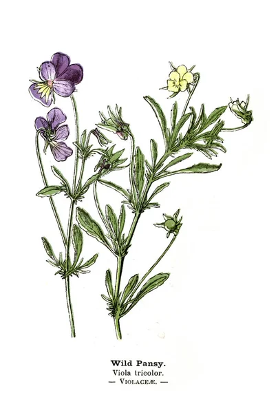 Ilustracji Botanicznych Obraz Roślin — Zdjęcie stockowe
