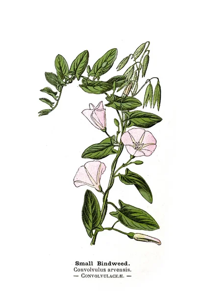 Botaniska Illustration Bild Anläggningen — Stockfoto