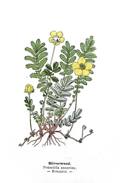 Illustrazione Botanica Immagine Della Pianta — Foto Stock