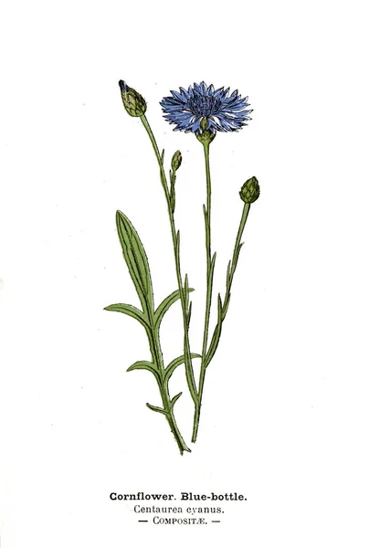 Ilustrație Botanică Imaginea Plantei — Fotografie, imagine de stoc